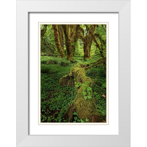 Big Leaf Maple tree draped with Club Moss-Hoh Rainforest-Olympic National Park-Washington State White Modern Wood Framed Art Print with Double Matting by Jones, Adam