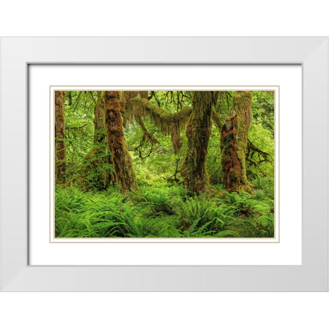Big Leaf Maple tree draped with Club Moss-Hoh Rainforest-Olympic National Park-Washington State White Modern Wood Framed Art Print with Double Matting by Jones, Adam