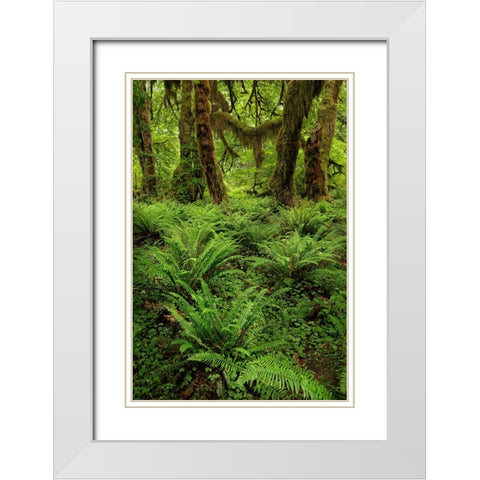 Big Leaf Maple tree draped with Club Moss-Hoh Rainforest-Olympic National Park-Washington State White Modern Wood Framed Art Print with Double Matting by Jones, Adam