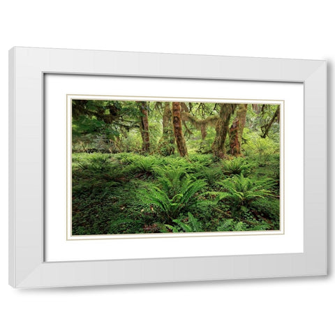 Ferns and Big Leaf Maple tree draped with Club Moss-Hoh Rainforest-Olympic National Park White Modern Wood Framed Art Print with Double Matting by Jones, Adam