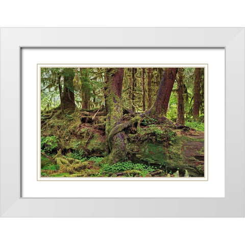 Nurse log and Big Leaf Maple tree draped with Club Moss-Hoh Rainforest-Olympic National Park White Modern Wood Framed Art Print with Double Matting by Jones, Adam