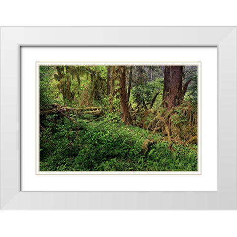 Nurse log and Big Leaf Maple tree draped with Club Moss-Hoh Rainforest-Olympic National Park White Modern Wood Framed Art Print with Double Matting by Jones, Adam