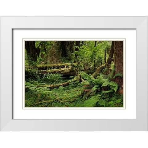 Big Leaf Maple tree draped with Club Moss-Hoh Rainforest-Olympic National Park-Washington State White Modern Wood Framed Art Print with Double Matting by Jones, Adam