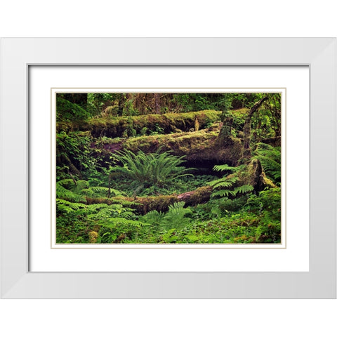 Big Leaf Maple tree draped with Club Moss-Hoh Rainforest-Olympic National Park-Washington State White Modern Wood Framed Art Print with Double Matting by Jones, Adam