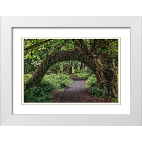 Footpath through forest draped with Club Moss-Hoh Rainforest-Olympic National Park-Washington State White Modern Wood Framed Art Print with Double Matting by Jones, Adam