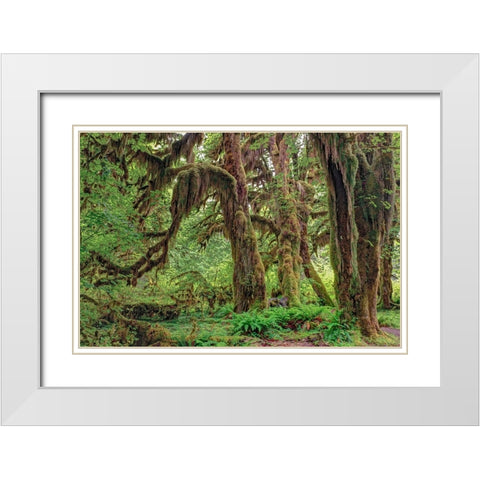 Big Leaf Maple tree draped with Club Moss-Hoh Rainforest-Olympic National Park-Washington State White Modern Wood Framed Art Print with Double Matting by Jones, Adam
