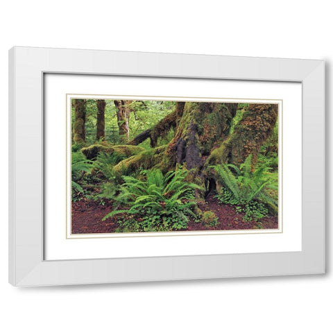 Big Leaf Maple tree draped with Club Moss-Hoh Rainforest-Olympic National Park-Washington State White Modern Wood Framed Art Print with Double Matting by Jones, Adam