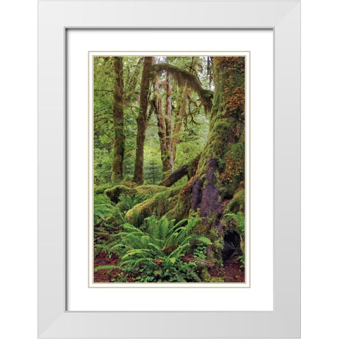 Ferns and Big Leaf Maple tree draped with Club Moss-Hoh Rainforest-Olympic National Park White Modern Wood Framed Art Print with Double Matting by Jones, Adam