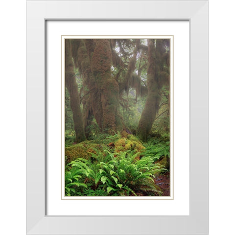 Big Leaf Maple tree draped with Club Moss-Hoh Rainforest-Olympic National Park-Washington State White Modern Wood Framed Art Print with Double Matting by Jones, Adam