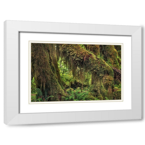 Big Leaf Maple tree draped with Club Moss-Hoh Rainforest-Olympic National Park-Washington State White Modern Wood Framed Art Print with Double Matting by Jones, Adam