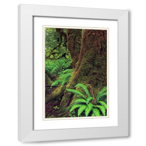 Big Leaf Maple tree draped with Club Moss-Hoh Rainforest-Olympic National Park-Washington State White Modern Wood Framed Art Print with Double Matting by Jones, Adam
