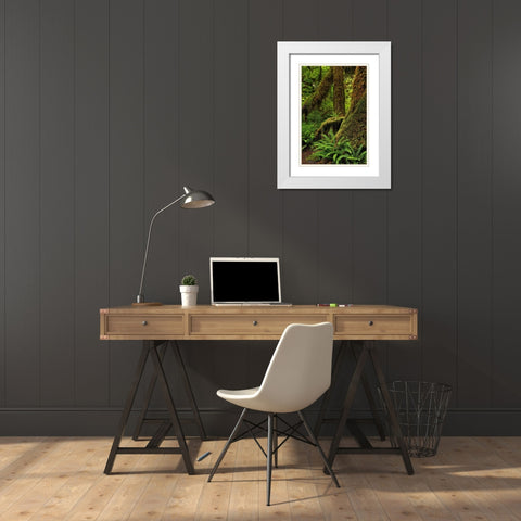 Ferns and Big Leaf Maple tree draped with Club Moss-Hoh Rainforest-Olympic National Park White Modern Wood Framed Art Print with Double Matting by Jones, Adam
