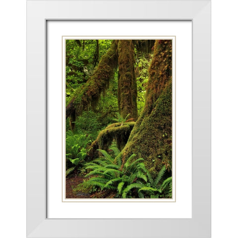 Ferns and Big Leaf Maple tree draped with Club Moss-Hoh Rainforest-Olympic National Park White Modern Wood Framed Art Print with Double Matting by Jones, Adam