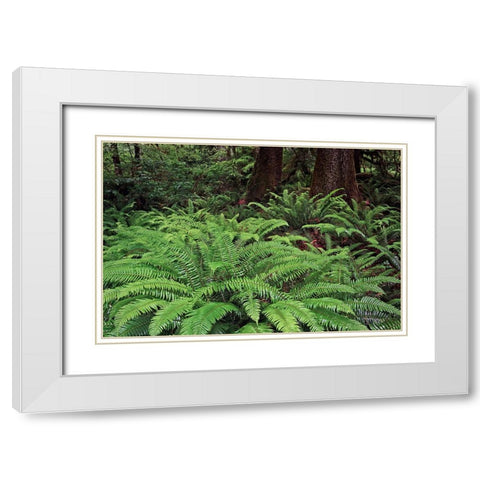 Ferns-Hoh Rainforest-Olympic National Park-Washington State White Modern Wood Framed Art Print with Double Matting by Jones, Adam