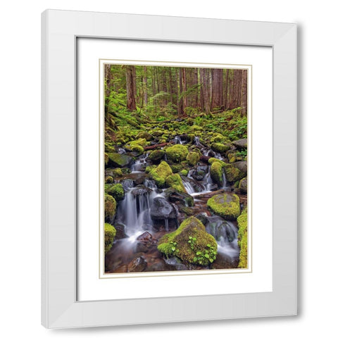 Small stream cascading through moss covered rocks-Hoh Rainforest-Olympic National Park White Modern Wood Framed Art Print with Double Matting by Jones, Adam