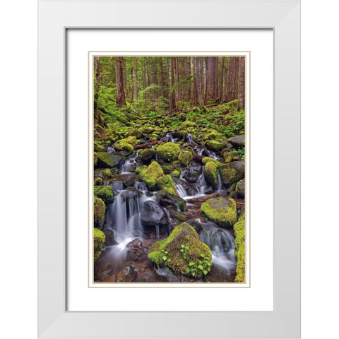 Small stream cascading through moss covered rocks-Hoh Rainforest-Olympic National Park White Modern Wood Framed Art Print with Double Matting by Jones, Adam
