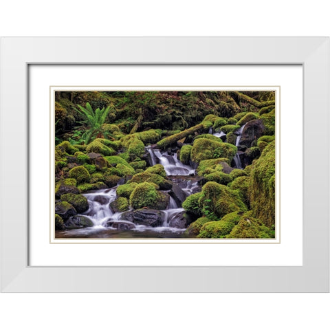 Small stream cascading through moss covered rocks-Hoh Rainforest-Olympic National Park White Modern Wood Framed Art Print with Double Matting by Jones, Adam