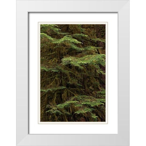 Western hemlock tree-Hoh Rainforest-Olympic National Park-Washington State White Modern Wood Framed Art Print with Double Matting by Jones, Adam