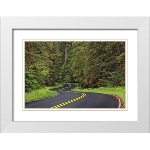 Curving road though lush forest-Olympic National Park-Washington State White Modern Wood Framed Art Print with Double Matting by Jones, Adam