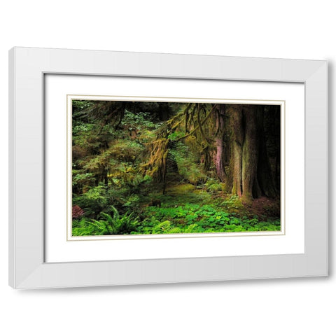 Big Leaf Maple tree draped with Club Moss-Hoh Rainforest-Olympic National Park-Washington State White Modern Wood Framed Art Print with Double Matting by Jones, Adam