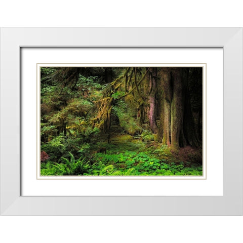 Big Leaf Maple tree draped with Club Moss-Hoh Rainforest-Olympic National Park-Washington State White Modern Wood Framed Art Print with Double Matting by Jones, Adam