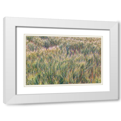 Wheat crop close-up-Palouse region of eastern Washington State White Modern Wood Framed Art Print with Double Matting by Jones, Adam
