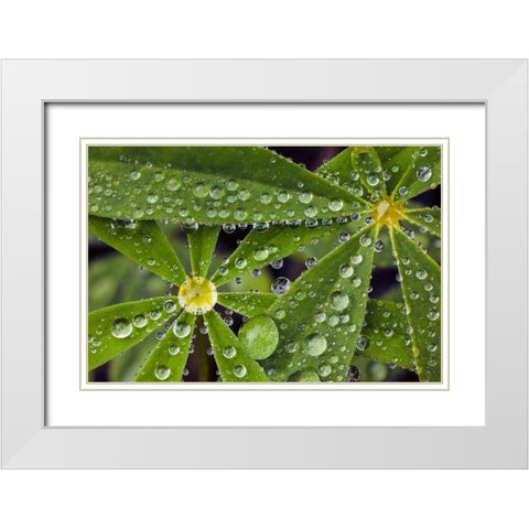 Lupine leaves and raindrops-Olympic National Park-Washington State White Modern Wood Framed Art Print with Double Matting by Jones, Adam