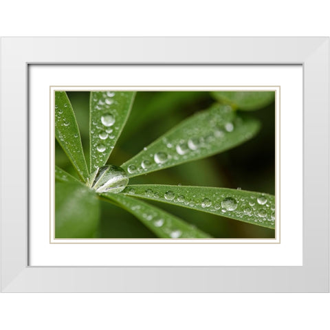 Lupine leaves and raindrops-Olympic National Park-Washington State White Modern Wood Framed Art Print with Double Matting by Jones, Adam