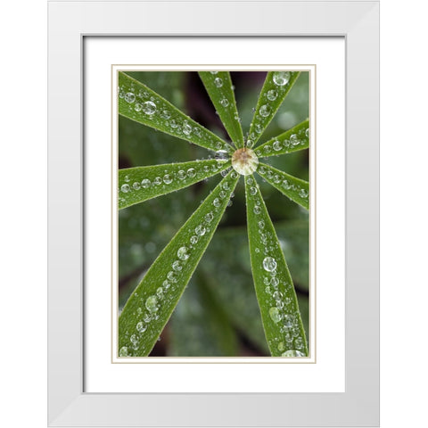 Lupine leaves and raindrops-Olympic National Park-Washington State White Modern Wood Framed Art Print with Double Matting by Jones, Adam