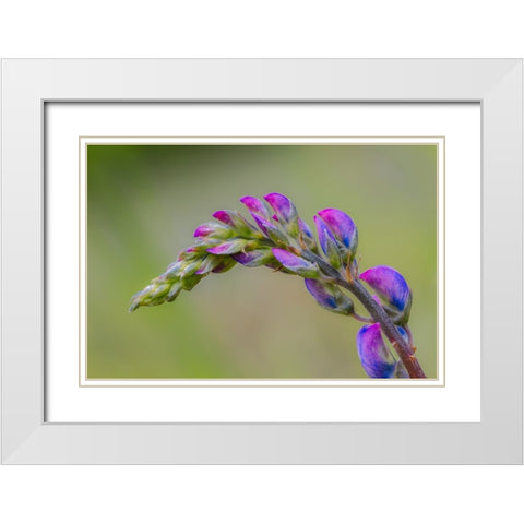 Lupine flower opening up-Olympic National Park-Washington State White Modern Wood Framed Art Print with Double Matting by Jones, Adam