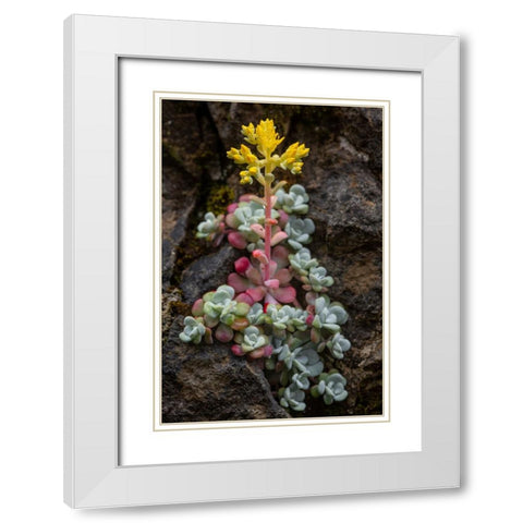 Broadleaf stonecrop-Olympic National Park-Washington State White Modern Wood Framed Art Print with Double Matting by Jones, Adam