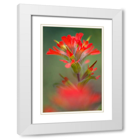 Indian paintbrush-Olympic National Park-Washington State White Modern Wood Framed Art Print with Double Matting by Jones, Adam