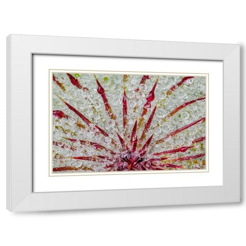 Water drops on thistle-Hurricane Ridge-Olympic National Park-Washington State White Modern Wood Framed Art Print with Double Matting by Jones, Adam