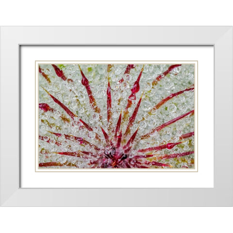 Water drops on thistle-Hurricane Ridge-Olympic National Park-Washington State White Modern Wood Framed Art Print with Double Matting by Jones, Adam