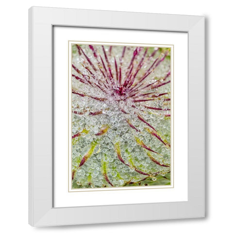 Water drops on thistle-Hurricane Ridge-Olympic National Park-Washington State White Modern Wood Framed Art Print with Double Matting by Jones, Adam