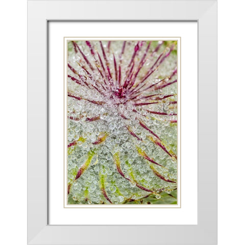 Water drops on thistle-Hurricane Ridge-Olympic National Park-Washington State White Modern Wood Framed Art Print with Double Matting by Jones, Adam