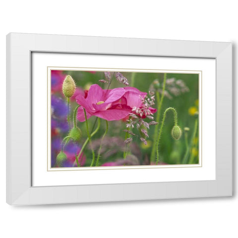 Washington, Bellingham, Shirley poppies White Modern Wood Framed Art Print with Double Matting by Satushek, Steve