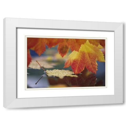 WA, Bellingham, Autumn vine maple leaves White Modern Wood Framed Art Print with Double Matting by Satushek, Steve