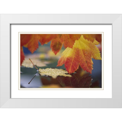 WA, Bellingham, Autumn vine maple leaves White Modern Wood Framed Art Print with Double Matting by Satushek, Steve