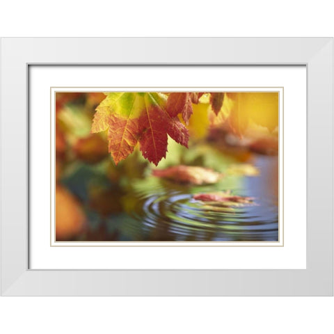 WA, Bellingham, Fall vine maple leaves over pool White Modern Wood Framed Art Print with Double Matting by Satushek, Steve