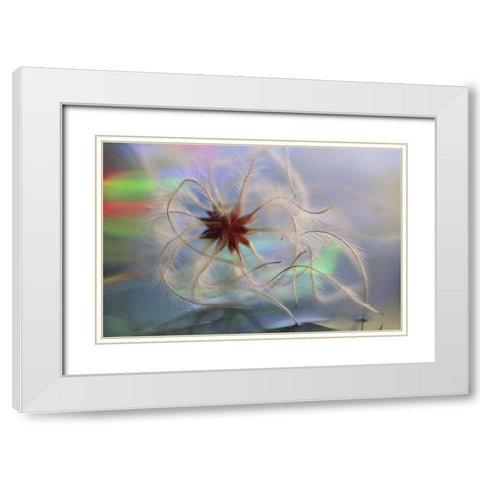 WA, Bellingham, Virgins bower seedhead White Modern Wood Framed Art Print with Double Matting by Satushek, Steve