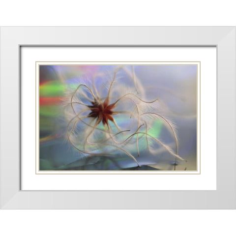 WA, Bellingham, Virgins bower seedhead White Modern Wood Framed Art Print with Double Matting by Satushek, Steve