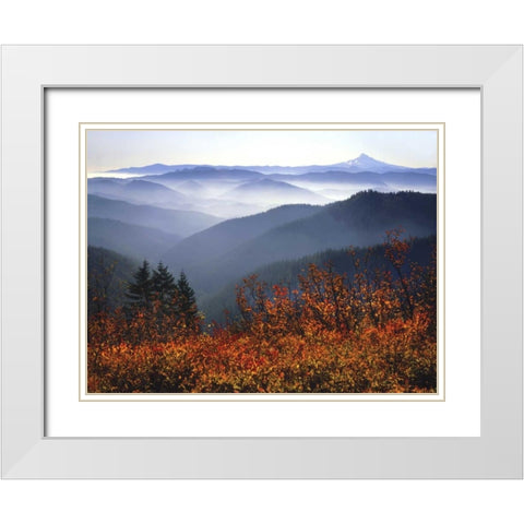 WA, Columbia Gorge, Mount Hood with huckleberry White Modern Wood Framed Art Print with Double Matting by Terrill, Steve