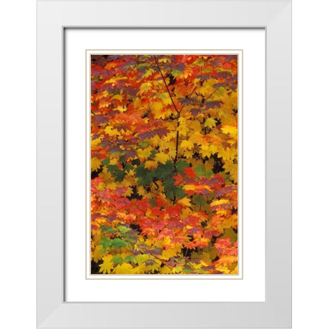 WA, Mt Baker/Snoqualmie NF, Vine maple in fall White Modern Wood Framed Art Print with Double Matting by Kirkland, Dennis