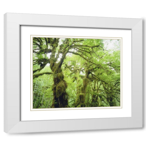 WA, Olympic NP Moss growing from trees White Modern Wood Framed Art Print with Double Matting by Talbot Frank, Christopher
