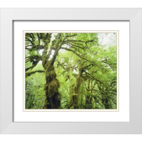 WA, Olympic NP Moss growing from trees White Modern Wood Framed Art Print with Double Matting by Talbot Frank, Christopher