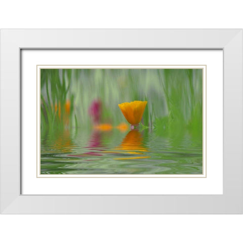 WA, Abstract of California poppy in water White Modern Wood Framed Art Print with Double Matting by Satushek, Steve