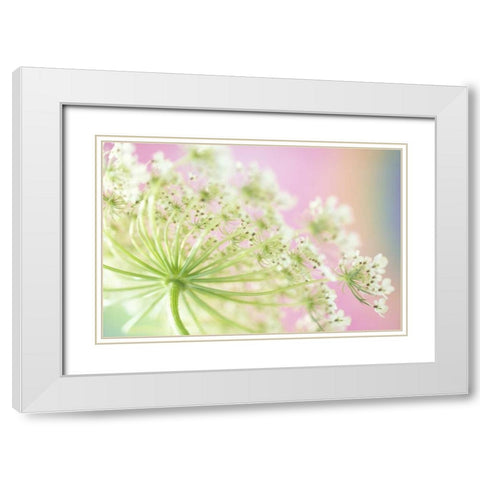 Washington, Cow parsnip flower White Modern Wood Framed Art Print with Double Matting by Satushek, Steve