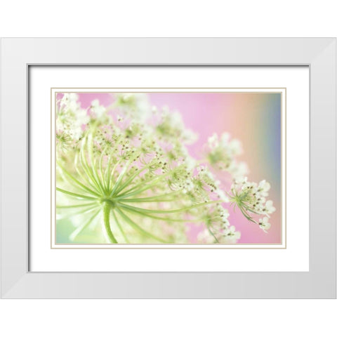 Washington, Cow parsnip flower White Modern Wood Framed Art Print with Double Matting by Satushek, Steve