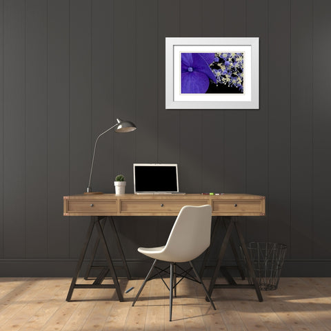 USA, Washington, Seattle Close-up of hydrangea White Modern Wood Framed Art Print with Double Matting by Ross, Nancy ,  Steve